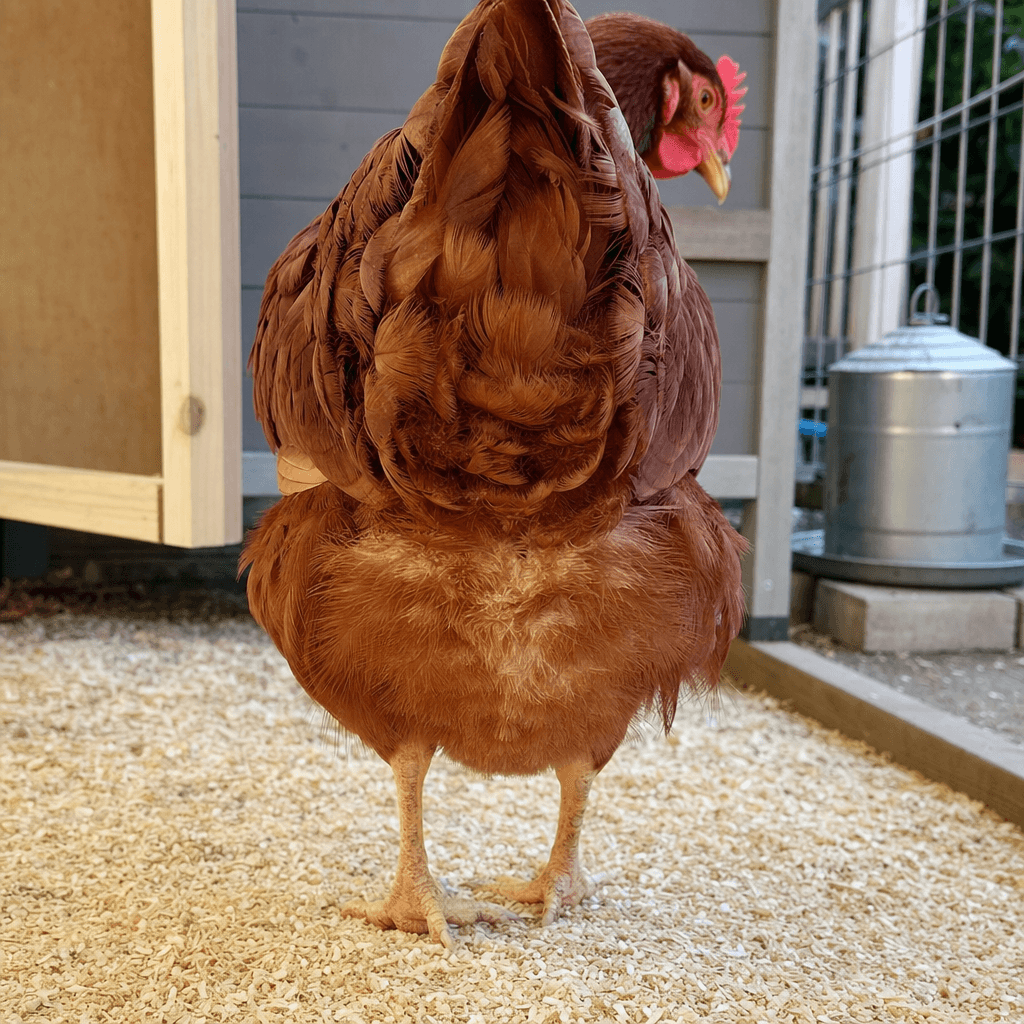7 Reasons Your Hens Will Have Cleaner Back Ends With Peck Purity